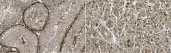 STRA6, Rabbit anti-Mouse, Polyclonal, Millipore Sigma 25&mu;L; Unconjugated:Antibodies,